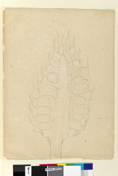 Sivu 178a. Zamia, n. 1803-06 (wc, kynä, muste ja kynä) tekijältä John William Lewin