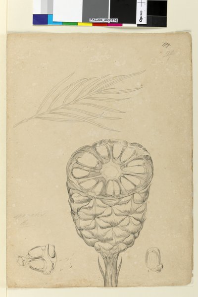Sivu 178b. Spiralis, n. 1803-06 (wc, kynä, muste ja kynä) tekijältä John William Lewin