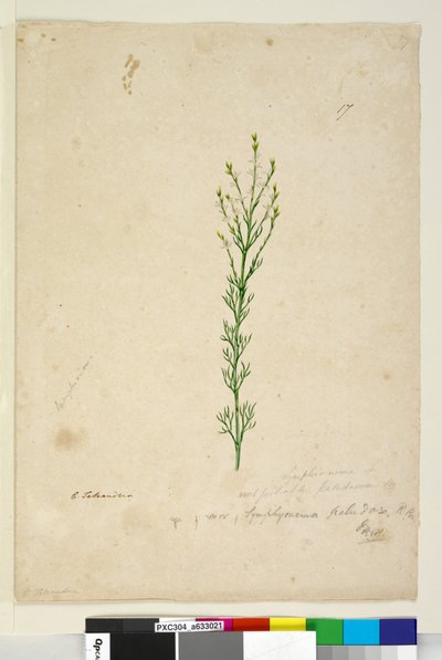 Sivu 17. Symphionema paludosum, n. 1803-06 (wc, kynä, muste ja kynä) tekijältä John William Lewin