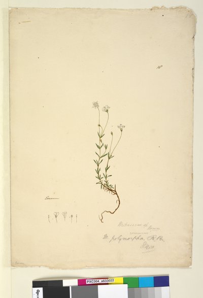 Sivu 18. Mitrasacme polymorpha, c.1803-06 (wc, kynä, muste ja kynä) tekijältä John William Lewin