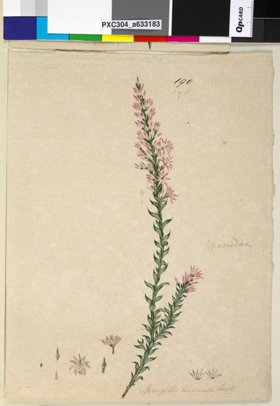 Sivu 190. Sprengelia incarnata, n. 1803-06 (wc, kynä, muste ja kynä) tekijältä John William Lewin
