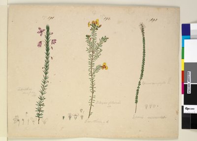Sivu 191. Tetratheca ericifolia; 192. Dillwynia glaberrima; 193. Epacris microphylla, n. 1803-06 (wc, kynä, muste ja kynä) tekijältä John William Lewin