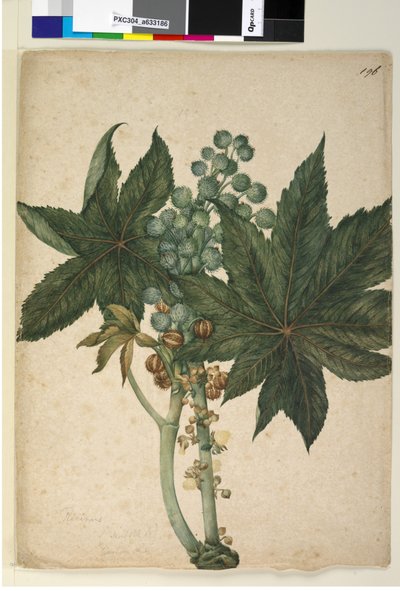 Sivu 196. Ricinus Ricinus communis, n. 1803-06 (wc, kynä, muste ja kynä) tekijältä John William Lewin
