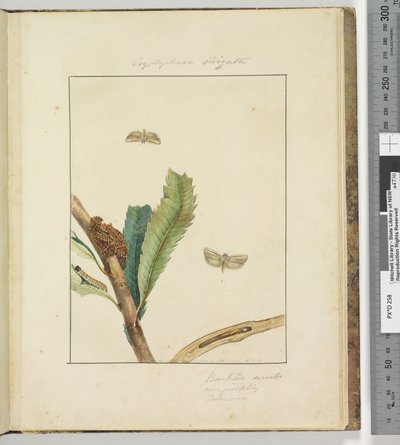 Sivu 19. Levy 5 Cryptophasa Strigata, 1803-04 (käsinväriset etsausprintit) tekijältä John William Lewin