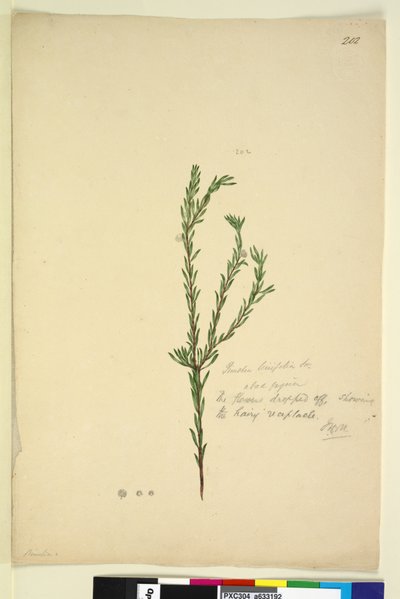 Sivu 202. Pimelia linifolia, n. 1803-06 (wc, kynä, muste ja kynä) tekijältä John William Lewin