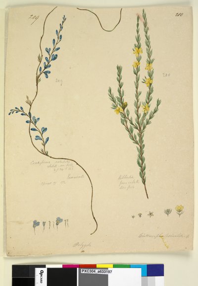Sivu 209. Comesperma volubile; 210. Hibbertia fasciculata, noin 1803-06 (wc, kynä, muste ja lyijykynä). tekijältä John William Lewin