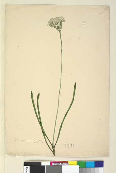 Sivu 20. Conospermum longifolium, n. 1803-06 (wc, kynä, muste ja kynä) tekijältä John William Lewin