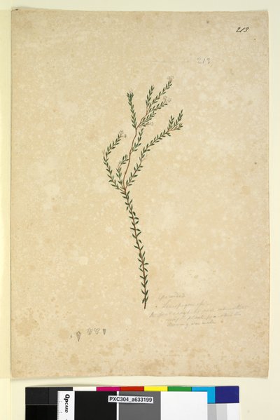 Sivu 213. EpacrideaeLeucopogon sp., n. 1803-06 (wc, kynä, muste ja kynä) tekijältä John William Lewin