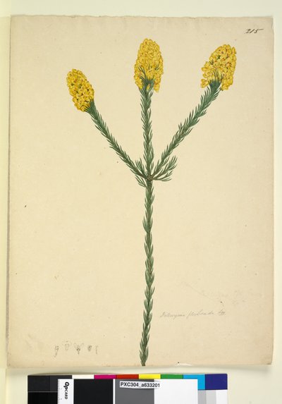 Sivu 215. Dillwynia floribunda, n. 1803-06 (wc, kynä, muste ja kynä) tekijältä John William Lewin