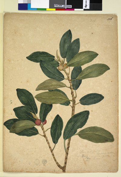 Sivu 216. Ficus rubiginosa, n. 1803-06 (wc, kynä, muste ja kynä) tekijältä John William Lewin
