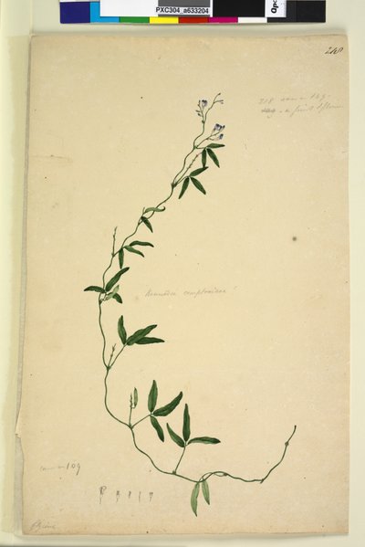 Sivu 218. Kennedia comptoniana Hardenbergia comptoniana, n. 1803-06 (wc, kynä, muste ja kynä) tekijältä John William Lewin