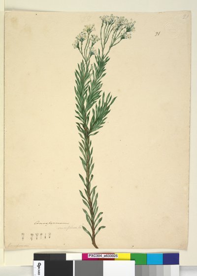 Sivu 21. Conospermum ericifolium, c.1803-06 (wc, kynä, muste ja kynä) tekijältä John William Lewin