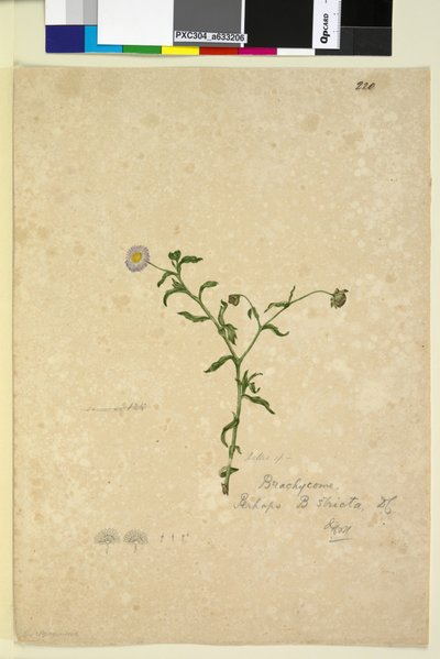 Sivu 220. Brachycome multifida, n. 1803-06 (wc, kynä, muste ja kynä) tekijältä John William Lewin