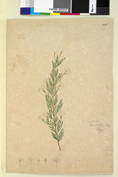 Sivu 226. Ricinocarpus pinifolius, n. 1803-06 (wc, kynä, muste ja kynä) tekijältä John William Lewin