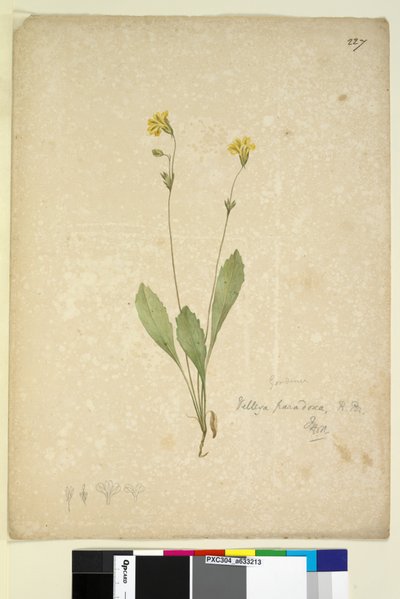 Sivu 227. Velleia paradoxa, n. 1803-06 (wc, kynä, muste ja kynä) tekijältä John William Lewin