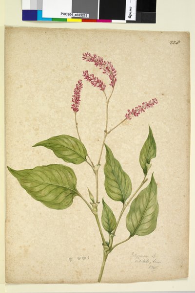 Sivu 228. Polygonum orientale, n. 1803-06 (wc, kynä, muste ja kynä) tekijältä John William Lewin