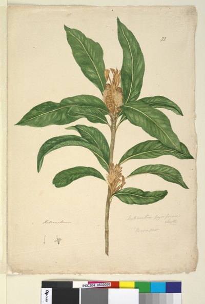 Sivu 22. Xylomelum pyriforme, c.1803-06 (wc, kynä, muste ja kynä) tekijältä John William Lewin