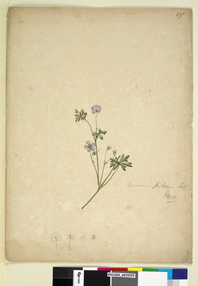 Sivu 237. Geranium pilosum, n. 1803-06 (wc, kynä, muste ja kynä) tekijältä John William Lewin