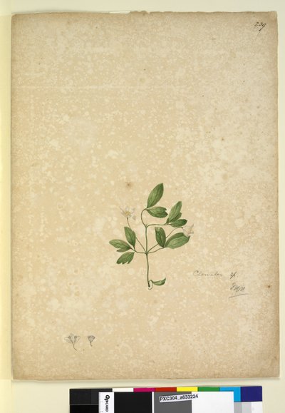Sivu 239. Clematis, n. 1803-06 (wc, kynä, muste ja kynä) tekijältä John William Lewin