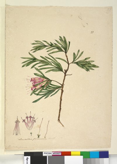 Sivu 23. Lambertia formosa, n. 1803-06 (wc, kynä, muste ja kynä) tekijältä John William Lewin