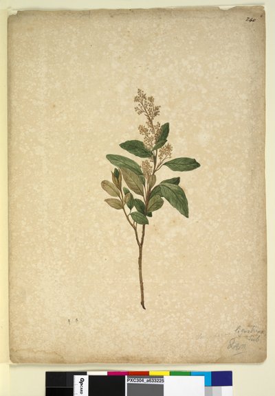 Sivu 240. Pomaderris ligustrina, n. 1803-06 (wc, kynä, muste ja kynä) tekijältä John William Lewin
