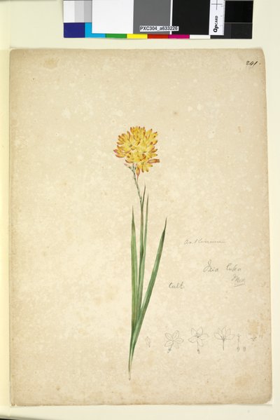 Sivu 241. Ixia lutea, n. 1803-06 (wc, kynä, muste ja kynä) tekijältä John William Lewin