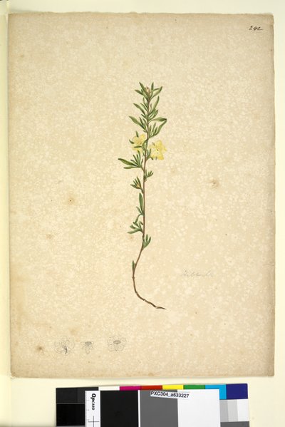 Sivu 242. Hibberta, n. 1803-06 (wc, kynä, muste ja kynä) tekijältä John William Lewin