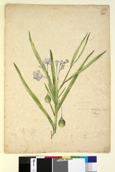 Sivu 245. Solanum vescum, c.1803-06 (wc, kynä, muste ja kynä) tekijältä John William Lewin