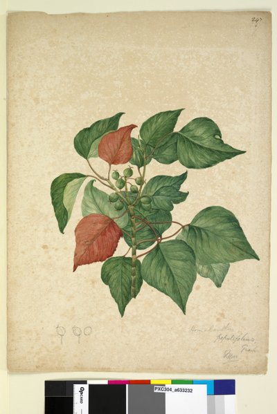 Sivu 247. Homolanthus populifolius Omalanthus populifolius, n.1803-06 (wc, kynä, muste ja kynä) tekijältä John William Lewin