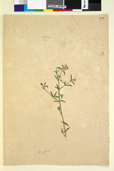 Sivu 252. Tuntematon kasvi, n. 1803-06 (wc, kynä, muste ja kynä) tekijältä John William Lewin