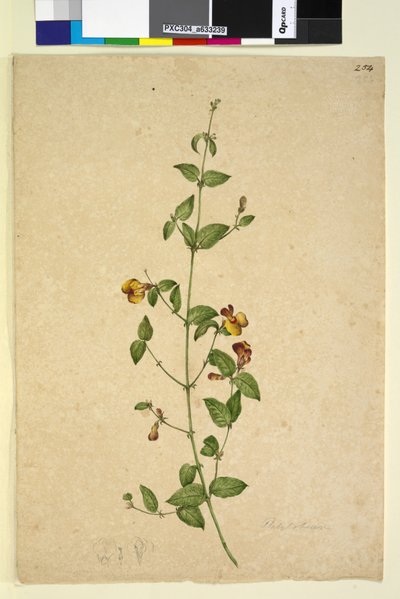 Sivu 254. Platylobium, n. 1803-06 (wc, kynä, muste ja kynä) tekijältä John William Lewin