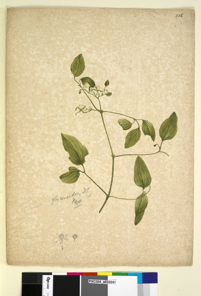 Sivu 256. Clematis glycinoides, n. 1803-06 (wc, kynä, muste ja kynä) tekijältä John William Lewin
