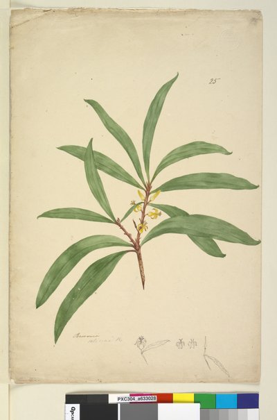 Sivu 25. Persoonia salicina, n. 1803-06 (wc, kynä, muste ja kynä) tekijältä John William Lewin
