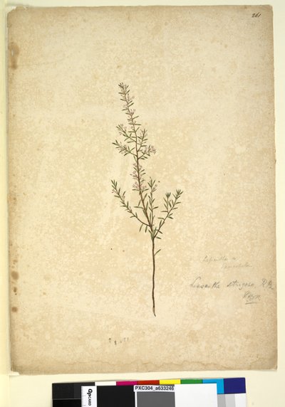 Sivu 261. Lissanthe strigosa, n. 1803-06 (wc, kynä, muste ja kynä) tekijältä John William Lewin
