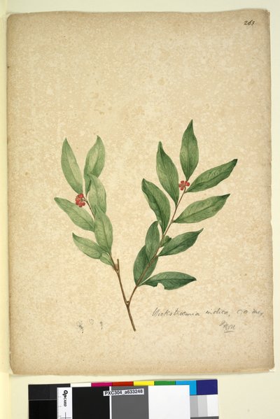 Sivu 263. Wikstroemia indica, n. 1803-06 (wc, kynä, muste ja kynä) tekijältä John William Lewin
