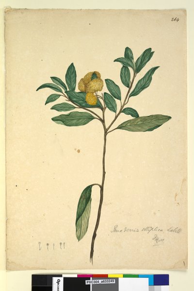 Sivu 264. Pomaderris elliptica, n. 1803-06 (wc, kynä, muste ja kynä) tekijältä John William Lewin