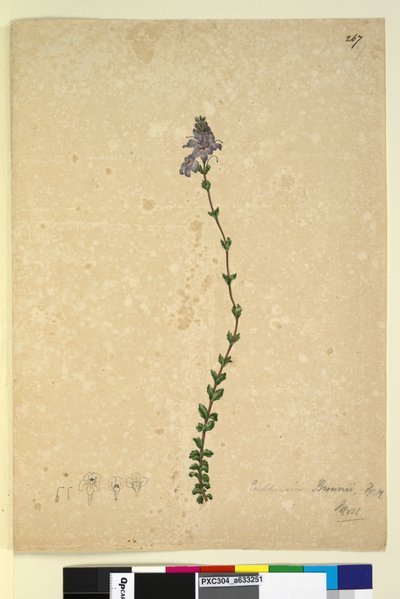 Sivu 267. Euphrasia brownii, n. 1803-06 (wc, kynä, muste ja kynä) tekijältä John William Lewin