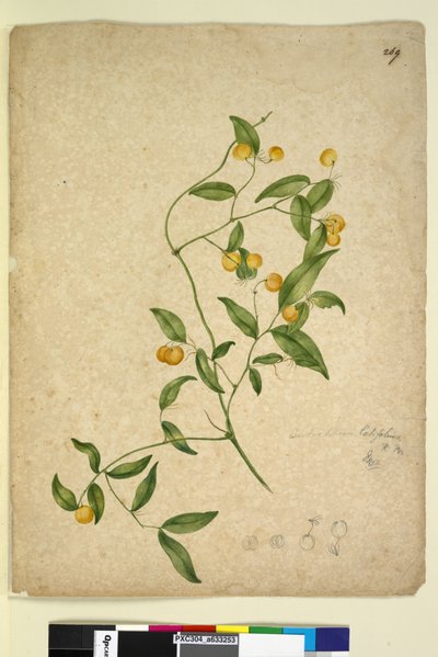 Sivu 269. Eustrephus latifolius, n. 1803-06 (wc, kynä, muste ja kynä) tekijältä John William Lewin
