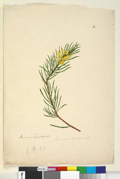 Sivu 26. Persoonia linearis, n. 1803-06 (wc, kynä, muste ja kynä) tekijältä John William Lewin