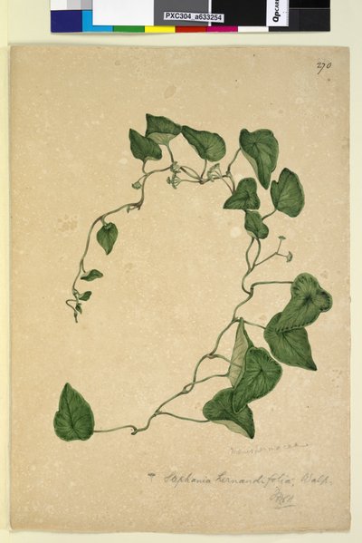 Sivu 270. Stephania hernandiaefolia, n. 1803-06 (wc, kynä, muste ja kynä) tekijältä John William Lewin