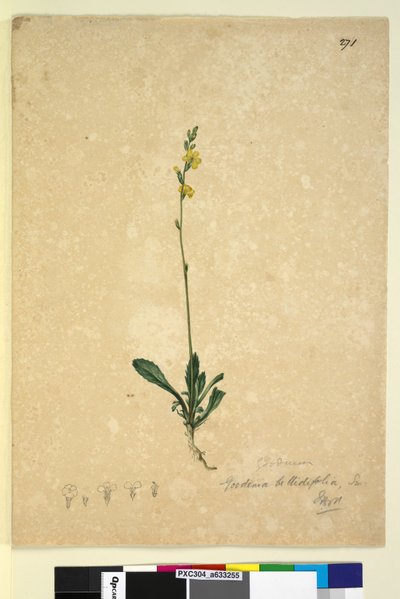 Sivu 271. Goodenia bellidifolia, n. 1803-06 (wc, kynä, muste ja kynä) tekijältä John William Lewin