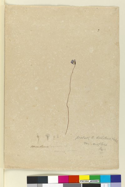 Sivu 2. Utricularia dichotoma, n. 1803-06 (wc, kynä, muste ja kynä) tekijältä John William Lewin