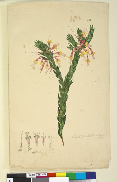 Sivu 33. Styphelia triflora, n. 1803-06 (wc, kynä, muste ja kynä) tekijältä John William Lewin