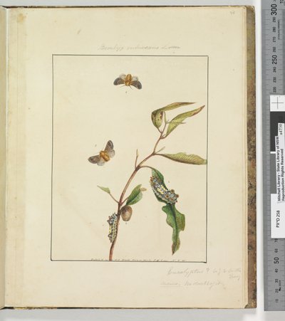 Sivu 35. Levy 9 Bombyx Vulnerans Lewin, 1803-04 (käsinväriset etsausprintit) tekijältä John William Lewin