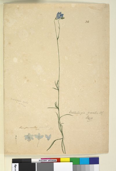 Sivu 36. Wahlenbergia gracilis, n. 1803-06 (wc, kynä, muste ja kynä) tekijältä John William Lewin