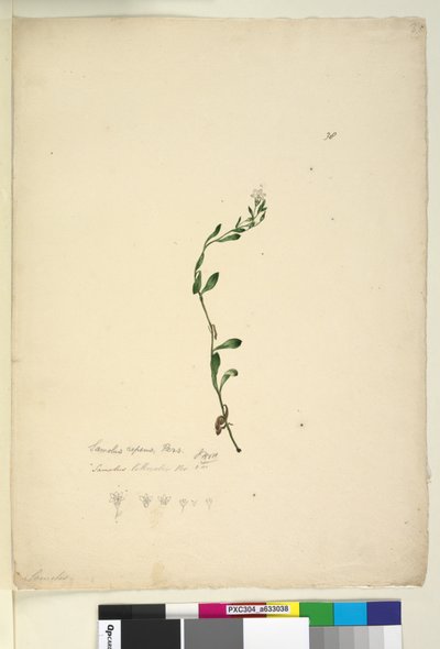 Sivu 38. Samolus repens, n.1803-06 (wc, kynä, muste ja kynä) tekijältä John William Lewin