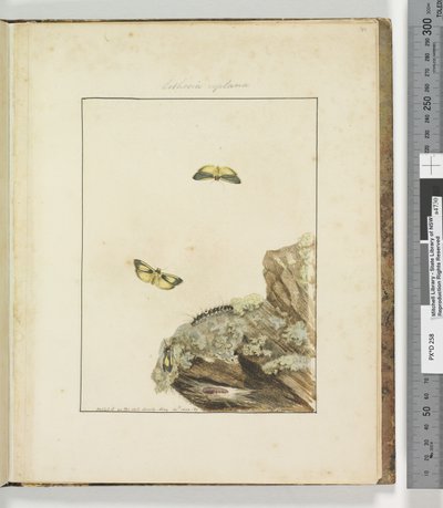 Sivu 39. Levy 10 Lithosa Replana, 1803-04 (käsinväriset etsausprintit) tekijältä John William Lewin