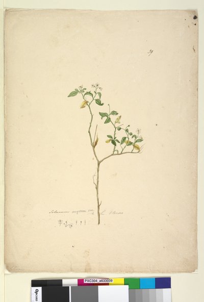 Sivu 39. Solanum nigrum, c.1803-06 (wc, kynä, muste ja kynä) tekijältä John William Lewin