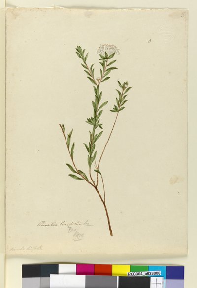 Sivu 3. Pimelea linifolia, n. 1803-06 (wc, kynä, muste ja kynä) tekijältä John William Lewin