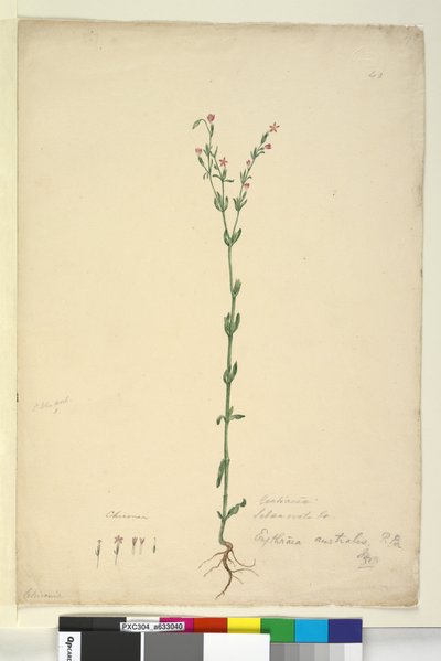 Sivu 40. Erythraea australis, n. 1803-06 (wc, kynä, muste ja kynä) tekijältä John William Lewin